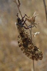 Palpares hispanus