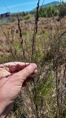Restio quadratus