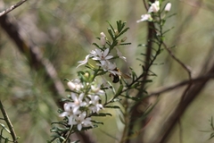 Xylocopa aerata
