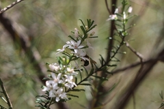 Xylocopa aerata