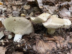 Hydnum albomagnum