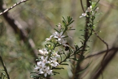 Xylocopa aerata