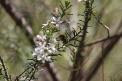 Xylocopa aerata