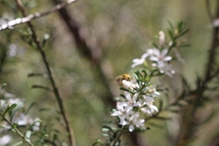 Xylocopa aerata