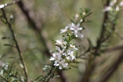 Xylocopa aerata