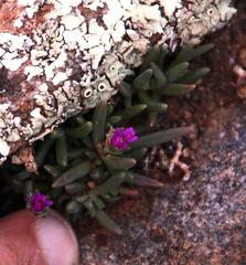 Delosperma brevisepalum