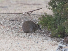 Isoodon obesulus obesulus