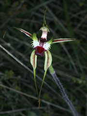 Caladenia atrovespa