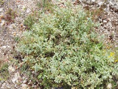 Mercurialis tomentosa