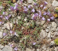 Chaenorhinum origanifolium