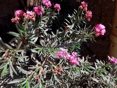 Nerium oleander