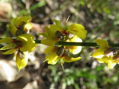 Sphaerolobium medium