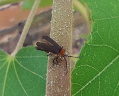 Lycidae