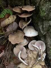 Psathyrella conissans