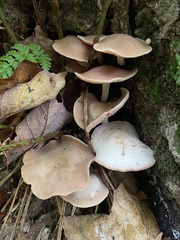Psathyrella conissans