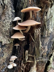 Psathyrella conissans