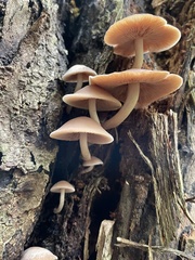 Psathyrella conissans