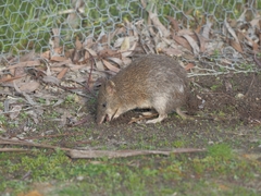 Isoodon obesulus obesulus