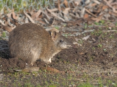 Isoodon obesulus obesulus