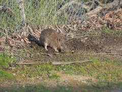 Isoodon obesulus obesulus