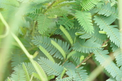 Chamaecrista pumila