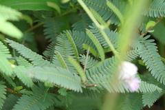 Chamaecrista pumila