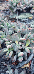 Crassula anso-lerouxiae