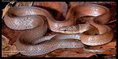 Sibynophis collaris