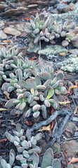 Crassula anso-lerouxiae