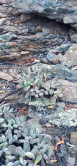 Crassula anso-lerouxiae