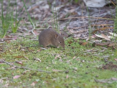 Isoodon obesulus obesulus