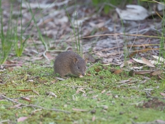 Isoodon obesulus obesulus