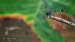 Gomphidictinus perakensis