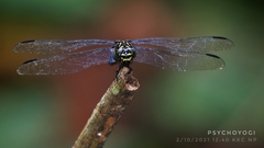 Gomphidictinus perakensis