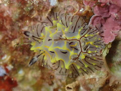 Halgerda willeyi
