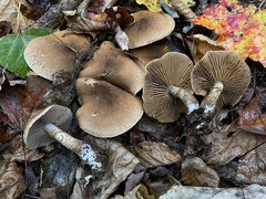 Cortinarius pholideus