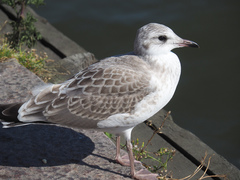 Larus canus