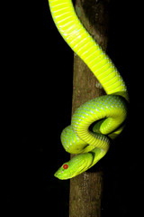 Trimeresurus popeiorum