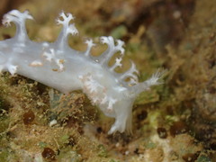 Tritoniopsis elegans