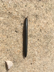 Ommatoiulus sabulosus aimatopodus