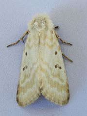 Lythrodes tripuncta