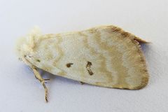 Lythrodes tripuncta