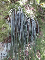 Haplopteris reekmansii image