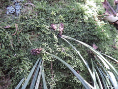 Haplopteris reekmansii image