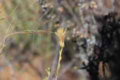 Pegolettia retrofracta