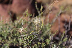 Pegolettia retrofracta
