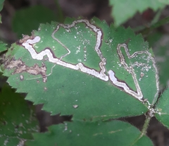 Stigmella villosella