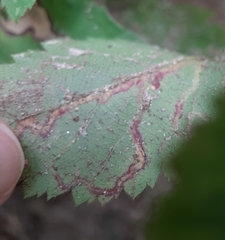 Stigmella villosella