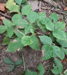 Stigmella villosella