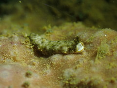 Dermatobranchus albus